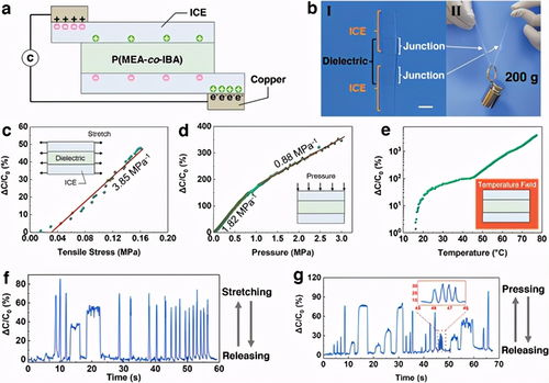 自修復強機械性離子凝膠 孫桃林與賈錚領銜的先進材料創新